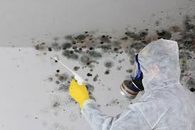 Why You Should Choose Our Mold Remediation Services in (206) 803-13630